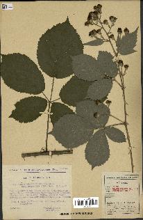 spécimen de Rubus rhamnifolius