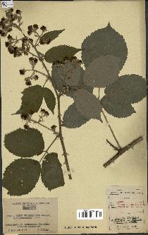 spécimen de Rubus rhamnifolius