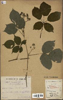 spécimen de Rubus rosaceus