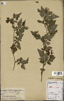 spécimen de Rubus spectabilis