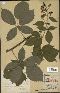 spécimen de Rubus thyrsoideus