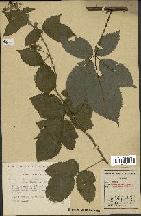 spécimen de Rubus thyrsoideus