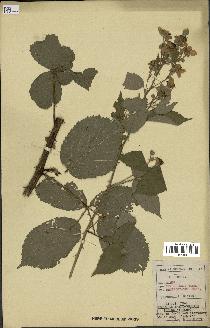 spécimen de Rubus thyrsoideus