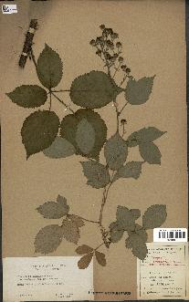 spécimen de Rubus thyrsoideus