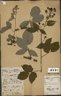 spécimen de Rubus thyrsoideus