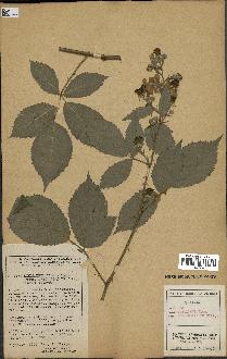 spécimen de Rubus thyrsoideus