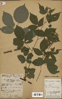 spécimen de Rubus thyrsoideus