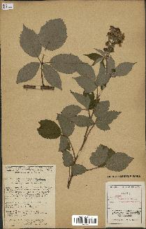 spécimen de Rubus thyrsoideus