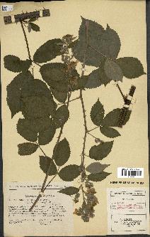 spécimen de Rubus thyrsoideus