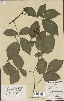 spécimen de Rubus pyramidalis