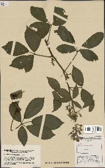 spécimen de Rubus pyramidalis