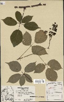 spécimen de Rubus radula