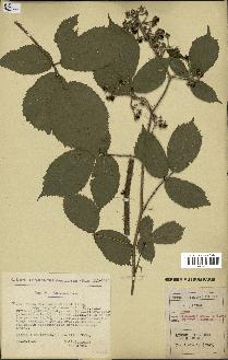 spécimen de Rubus rivularis