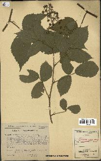 spécimen de Rubus rivularis