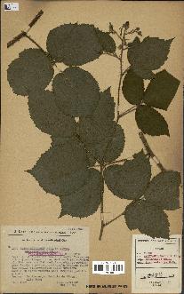 spécimen de Rubus rivularis