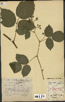 spécimen de Rubus rivularis