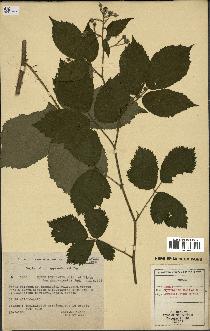 spécimen de Rubus rivularis