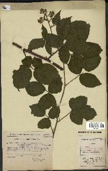 spécimen de Rubus rivularis