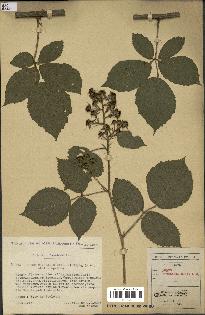 spécimen de Rubus rivularis