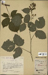 spécimen de Rubus rivularis