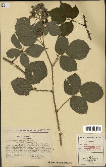 spécimen de Rubus pyramidalis