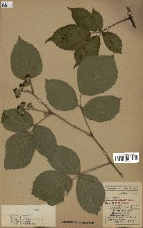 spécimen de Rubus pyramidalis