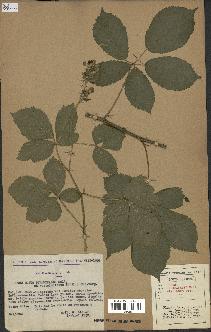 spécimen de Rubus pyramidalis