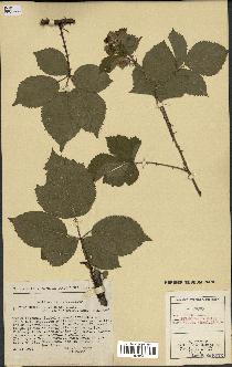 spécimen de Rubus pyramidalis