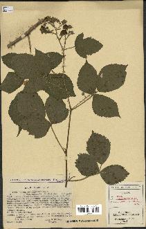 spécimen de Rubus pyramidalis