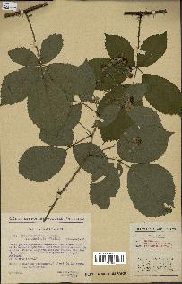 spécimen de Rubus pyramidalis