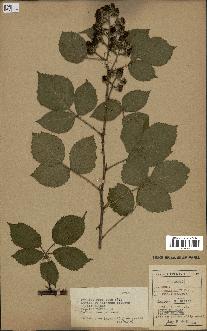 spécimen de Rubus pyramidalis