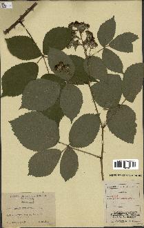 spécimen de Rubus pyramidalis