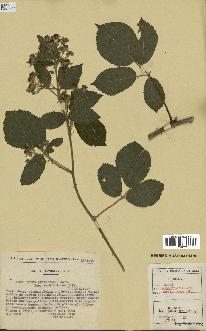 spécimen de Rubus pyramidalis