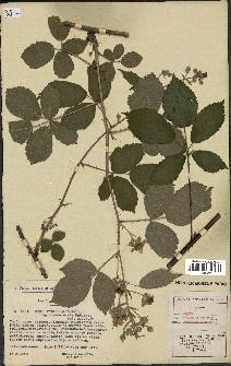 spécimen de Rubus pyramidalis