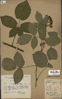 spécimen de Rubus pyramidalis