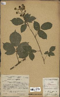 spécimen de Rubus schmidelyanus