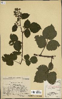 spécimen de Rubus schmidelyanus