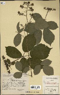 spécimen de Rubus schmidelyanus