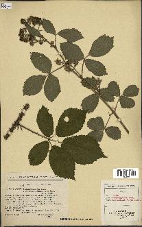 spécimen de Rubus schmidelyanus