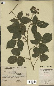 spécimen de Rubus schleicheri