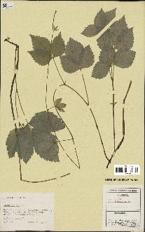 spécimen de Rubus saxatilis