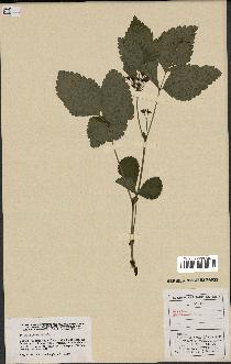 spécimen de Rubus saxatilis