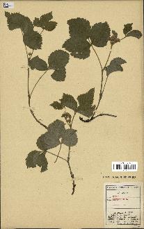 spécimen de Rubus saxatilis