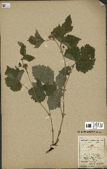 spécimen de Rubus saxatilis