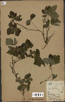 spécimen de Rubus saxatilis