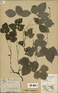 spécimen de Rubus saxatilis