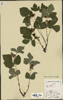 spécimen de Rubus saxatilis