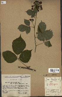 spécimen de Rubus rhombifolius