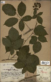 spécimen de Rubus rhombifolius