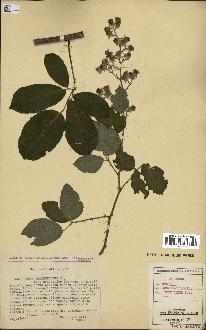 spécimen de Rubus rhombifolius